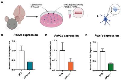 Decreased RNA polymerase III subunit expression leads to defects in oligodendrocyte development